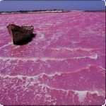 Lac ROSE